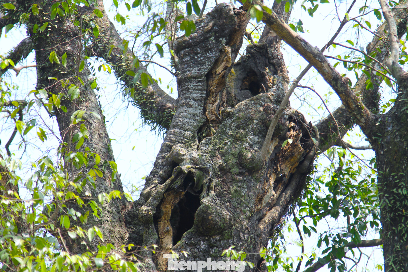 Một số cành già bị gãy theo thời gian.