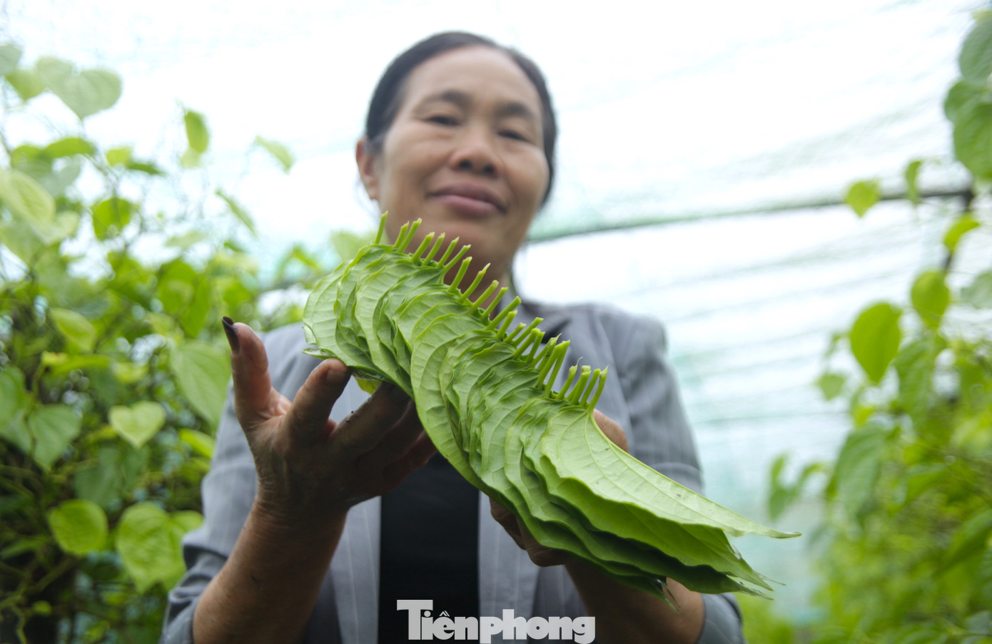 Lá trầu không loại 1 được tuyển chọn có tiêu chí to vừa phải, xanh thẫm đẹp và đều, không bị lỗi sẽ được bán để phục vụ việc thắp hương với giá từ 1.000-1.500 đồng/1 lá. Có thời điểm, 1 lá có giá 3.000 đồng.