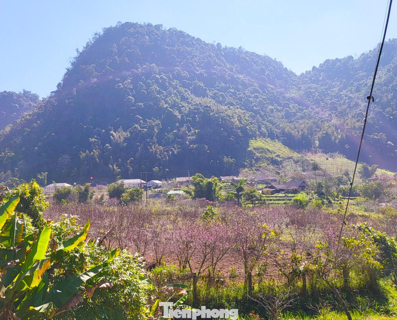 Những thập kỷ trước, Mường Lống được xem là "thủ phủ thuốc phiện" nhưng loài cây này đã bị xóa bỏ, thay vào đó là đào, mận và nhiều cây dược liệu quý khác. Thời tiết ở Mường Lống mát mẻ, du khách thập phương khi đến nơi đây thường ví như Sa Pa xứ Nghệ hay Đà Lạt xứ Nghệ. Trong các loại cây, cây đào được người dân bản địa trồng nhiều nhất. Trong vườn, bên lề đường và cả trong khuôn viên trường học, đào được trồng khắp nơi. Mỗi dịp Tết đến Xuân về, đến Mường Lống, du khách sẽ mãn nhãn với những nụ đào chúm chím đọng sương mai rồi bung nở rực rỡ dưới nắng vàng. Thời tiết năm nay nắng ấm nên đào ở Mường Lống nở sớm. Những vườn đào đã nhuộm màu hồng, đối với người dân và thương lái thì Tết Nguyên đán sắp tới, kiếm được cành đào chơi Tết sẽ rất khó khăn. Một cây đào cổ thụ khỏe khoắn vươn mình đón nắng. Những cây đào cổ thụ được thương lái săn mua dù giá cả rất cao. Theo một thương lái cho biết, điều đó nhằm khẳng định đẳng cấp cùng may mắn lộc tràn. Một cây đào bung nở gần hết, màu hồng rực rỡ trong vườn nhỏ. Đào nở sớm khiến người dân mất một nguồn thu nhập dịp Tết nhưng điều này cũng hút khách du lịch đến với Mường Lống, đến với "cổng trời" mù sương thơ mộng. Thấp thoáng bên những căn nhà của người Mông là loài cây thân thuộc với họ. Cây đào góp phần đưa địa danh Mường Lống "bay" ra khỏi núi rừng hoang vu của dãy Trường Sơn hùng vĩ. Vườn mận đâm chồi, ra lá non. Nắng cuối Đông hắt xuống tạo nên khung cảnh tuyệt đẹp giữa bốn bề núi non điệp trùng. Du khách, nhiếp ảnh gia đến vườn đào Mường Lống chụp hình, lưu lại những khoảnh khắc đào nở tiễn đông qua, đón xuân về. Rời Mường Lống, khách sẽ mong muốn ngày trở lại. Đến thung lũng yên bình đang mạnh mẽ đổi thay, khỏe khoắn như những mầm chồi của cây đào, cây mận...