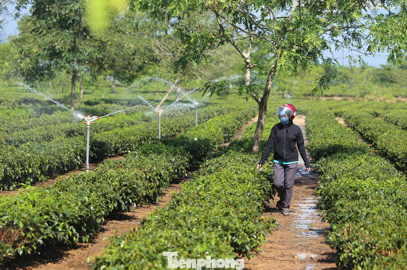 Chị Ngọc Lan đã bỏ hơn 5 triệu đồng để lắp đặt hệ thống tưới tiêu trên cánh đồng chè của gia đình song không cải thiện được nhiều vì nguồn nước tưới sắp cạn kiệt.