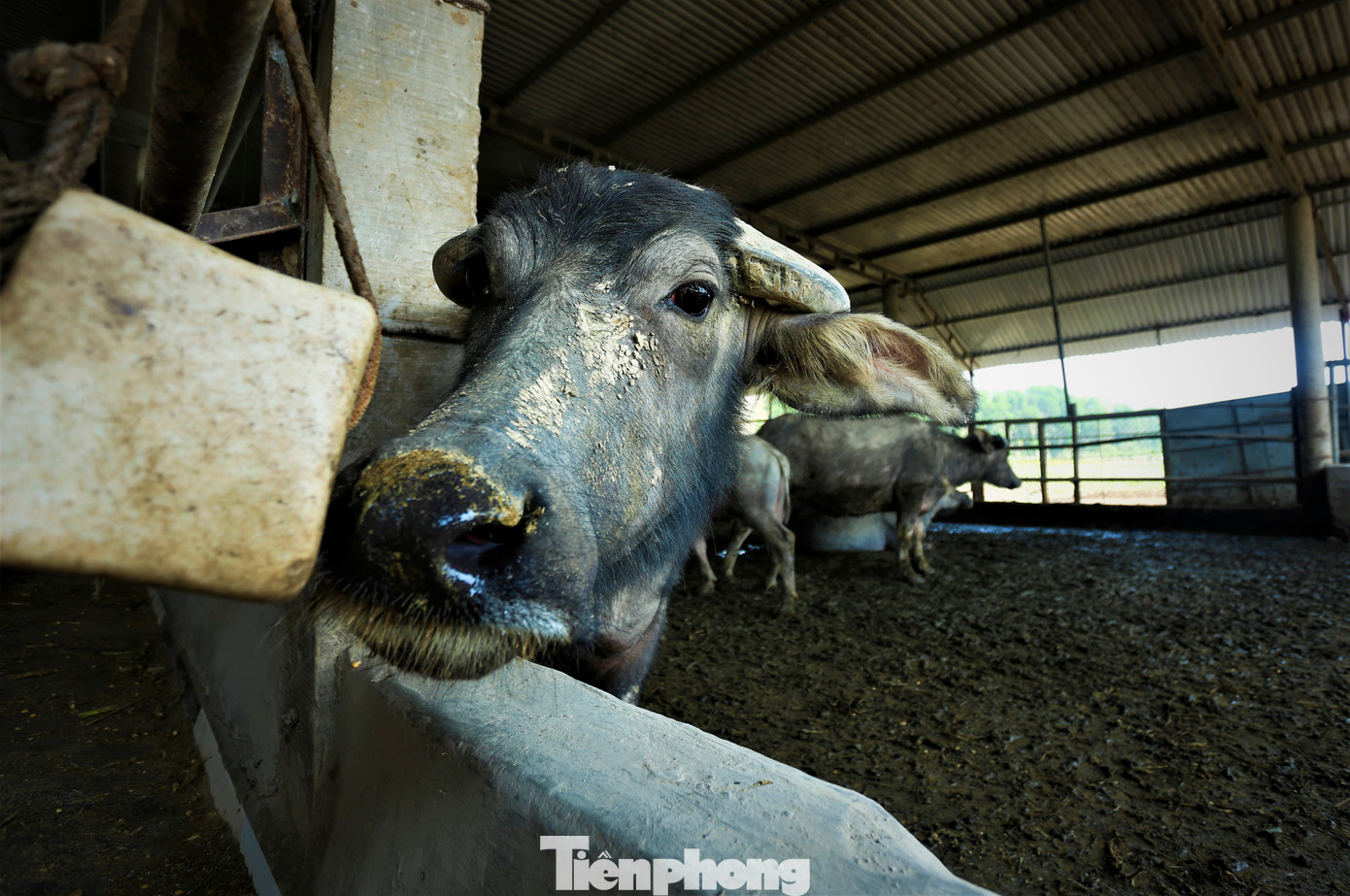 Ngoài diện tích chuồng nuôi lớn, chủ trang trại còn lắp đặt đầy đủ máng ăn, bồn nước và đá muối khoáng cho trâu.
