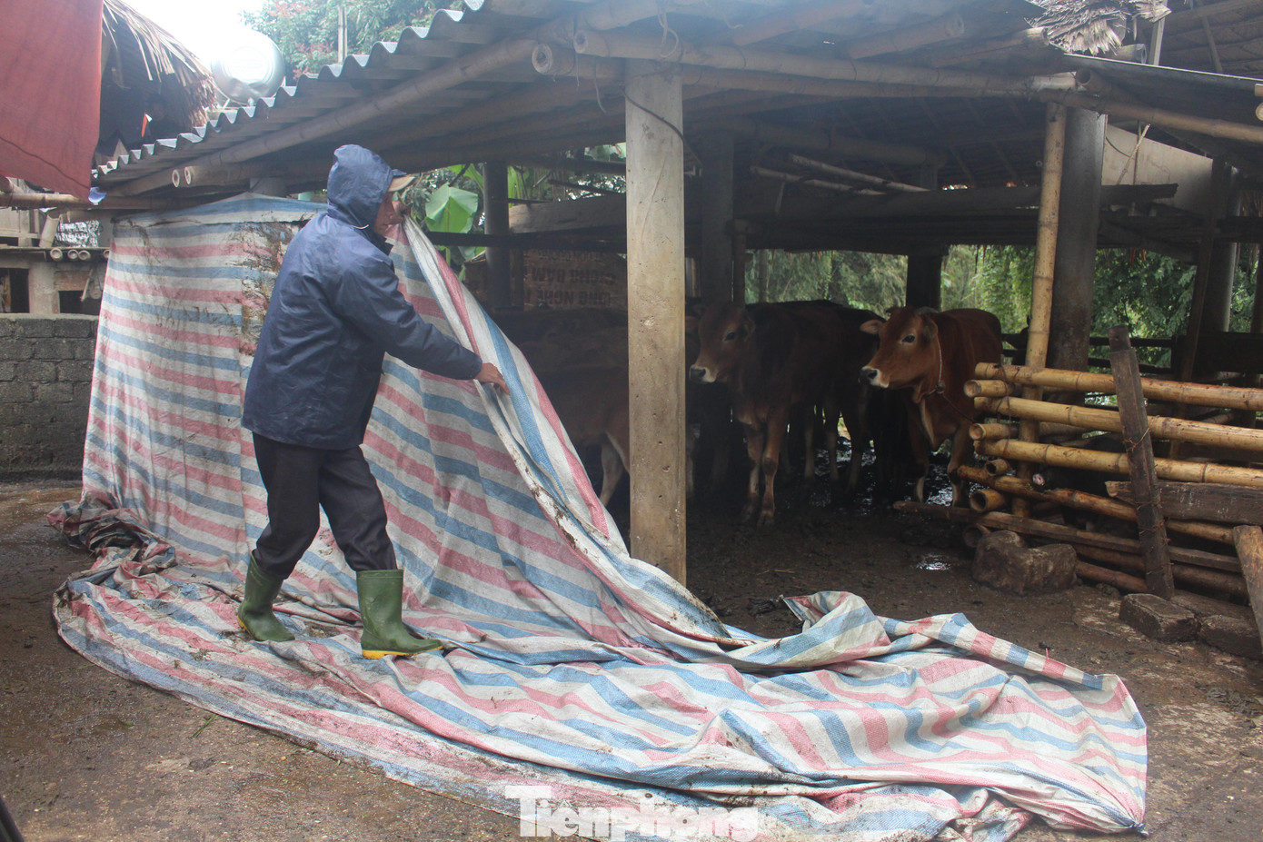 Lãnh đạo huyện Kỳ Sơn (Nghệ An) cho biết, thời tiết mấy ngày qua nhiệt độ xuống thấp 6 độ C, chính quyền đã khuyến cáo người dân ở tất cả xã che chắn, mặc áo và đốt lửa sưởi ấm cho đàn gia súc.
