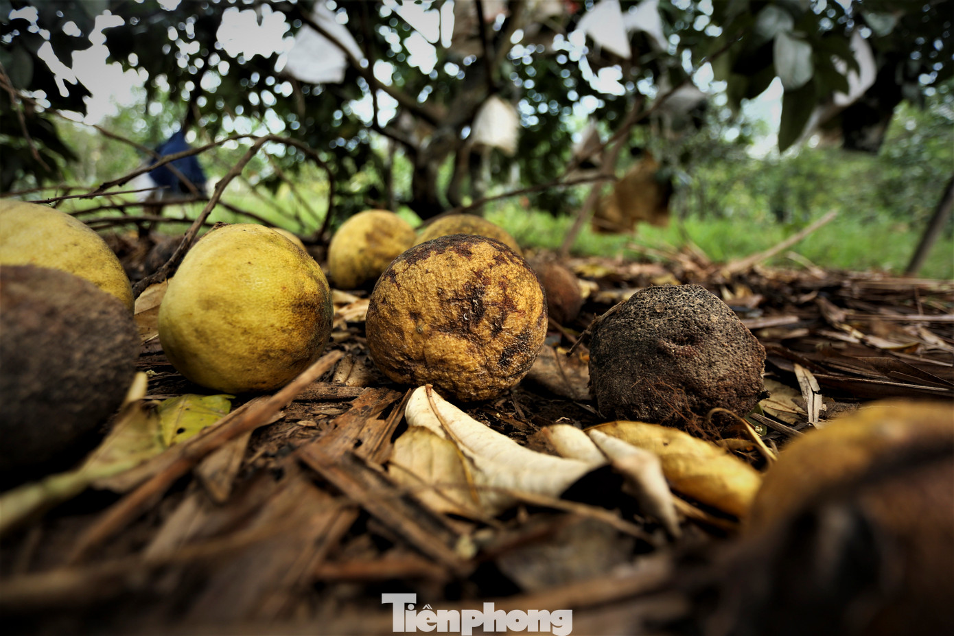 Nhiều cây chịu hạn kém, quả sẽ héo và nhỏ sẽ được người trồng cắt tỉa, vứt bỏ để đảm bảo dinh dưỡng cho cây phát triển.