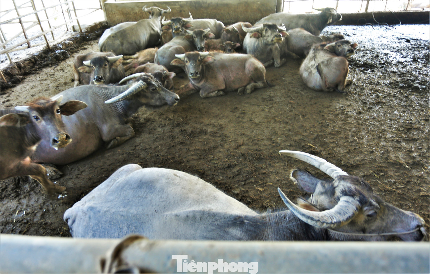 "Mỗi kg thịt trâu có giá 100.000 đồng nhưng nay chỉ khoảng 65.000 đồng. Thị trường khó khăn trong khi giá thức ăn, giống ở mức cao nên trang trại đang bù lỗ. Tuy nhiên về lâu dài, mô hình nuôi trâu vẫn là hướng đi mới, mang lại kinh tế cao", ông Thông lý giải.