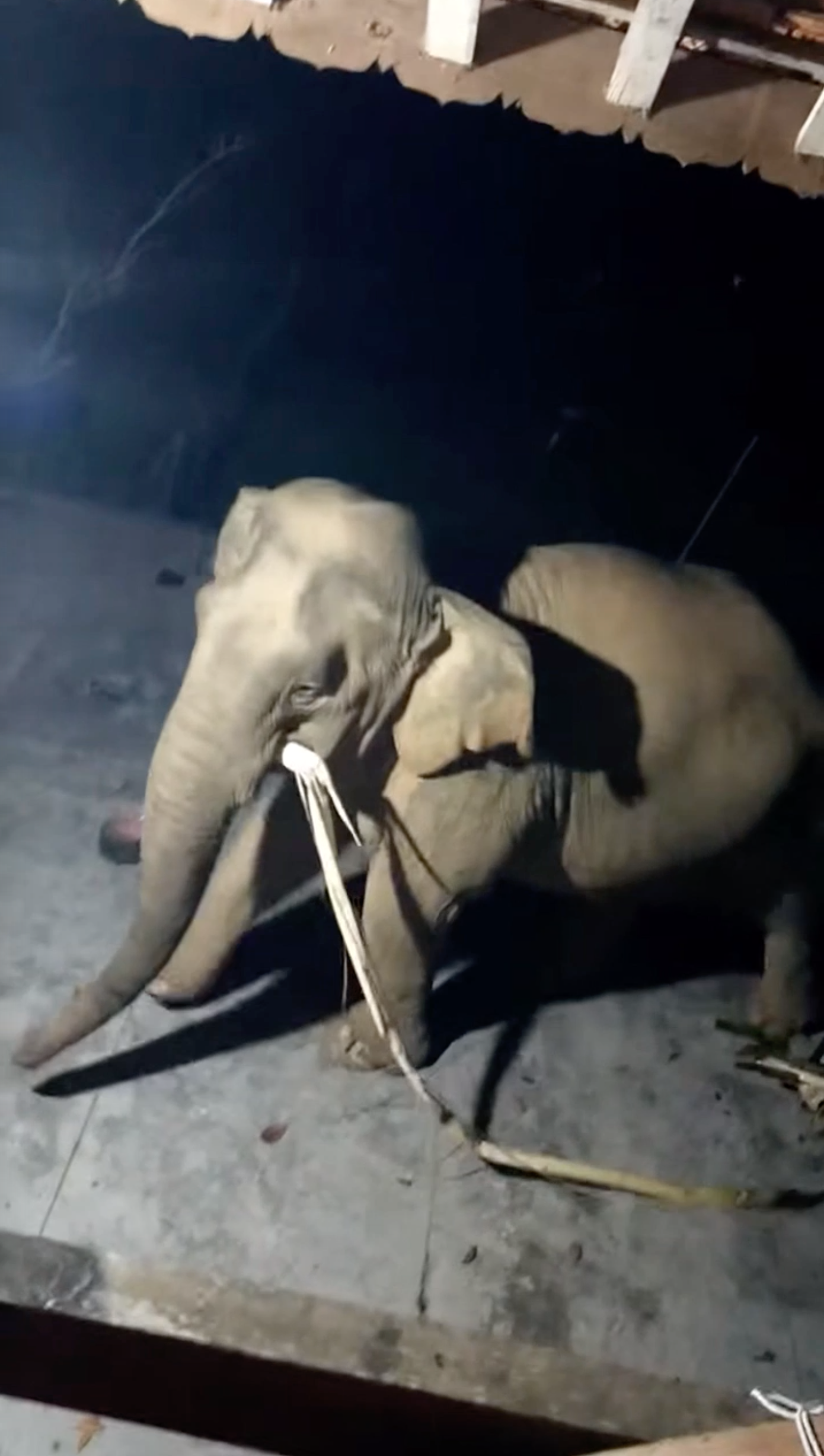 Con voi này tìm thấy 1 cây chuối nên vừa tha đi vừa ăn.