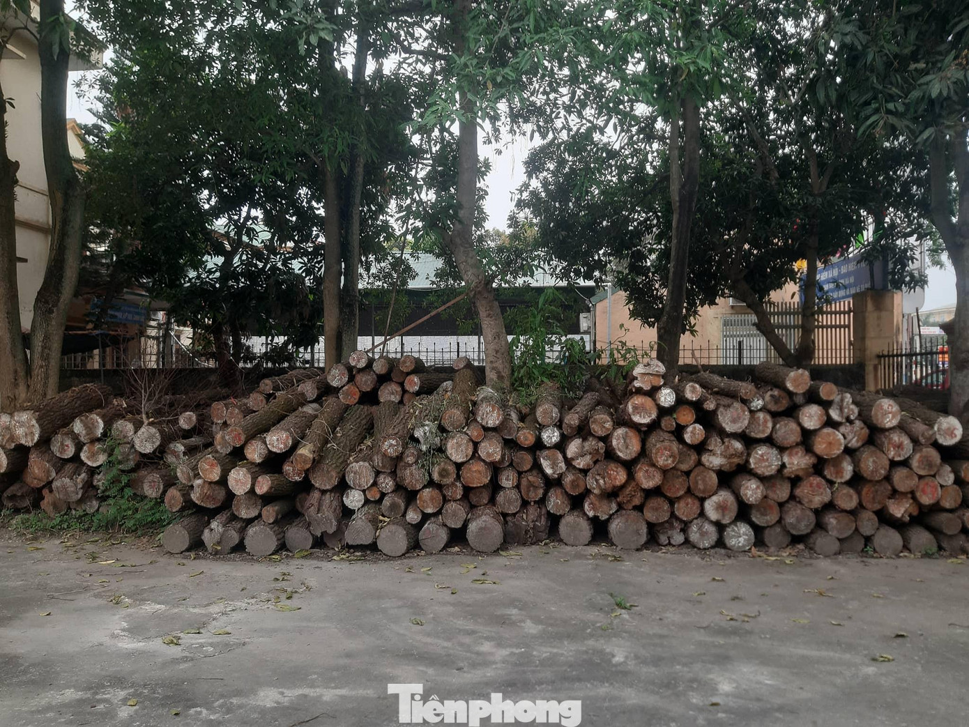 Ông Nguyễn Văn Hiến - Phó Hạt kiểm lâm Hưng Nguyên, Nghệ An cho biết, khu vực bị chặt phá là rừng thông phòng hộ được trồng cách đây gần 30 năm. Để xảy ra vụ phá rừng nghiêm trọng trên có phần trách nhiệm của đơn vị.