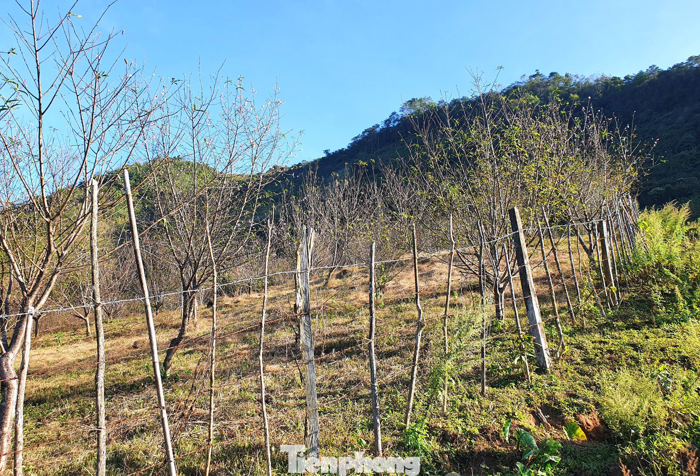 Ông Mùa Bá Giờ - Chủ tịch UBND xã Na Ngoi cho biết, 100% hộ dân ở xã này đều trồng đào, nhà ít vài chục gốc, nhiều thì vài trăm gốc. Đào đá ở Na Ngoi chủ yếu được người dân trồng trong vườn, nương rẫy, thường hay được gọi là đào rừng nhưng thực chất đây không phải là đào rừng tự nhiên. Ông Mùa Bá Giờ - Chủ tịch UBND xã Na Ngoi cho biết, 100% hộ dân ở xã này đều trồng đào, nhà ít vài chục gốc, nhiều thì vài trăm gốc. Đào đá ở Na Ngoi chủ yếu được người dân trồng trong vườn, nương rẫy, thường hay được gọi là đào rừng nhưng thực chất đây không phải là đào rừng tự nhiên.