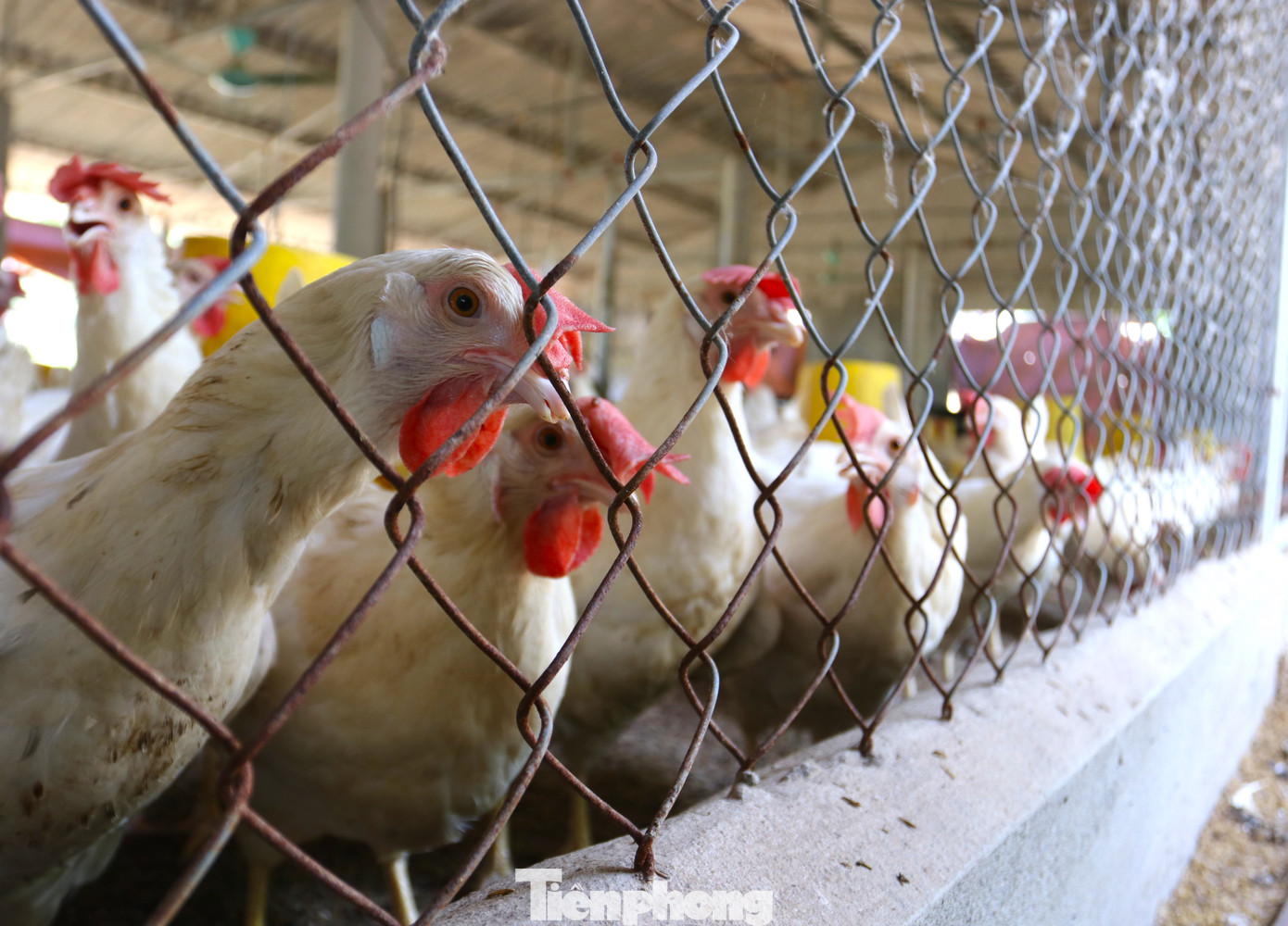 Được biết, xã Diễn Trung là vùng chăn nuôi gà trọng điểm của huyện Diễn Châu, với 152 trang trại, gia trại, quy mô 200.000 con gà thịt và khoảng 16 triệu trứng gà mỗi năm. Được biết, xã Diễn Trung là vùng chăn nuôi gà trọng điểm của huyện Diễn Châu, với 152 trang trại, gia trại, quy mô 200.000 con gà thịt và khoảng 16 triệu trứng gà mỗi năm.