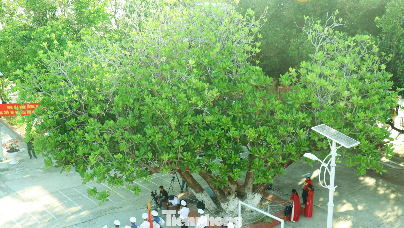 Cây bàng vuông ở đảo Nam Yết cành lá sum xuê, phủ kín cả một khoảng sân rộng.