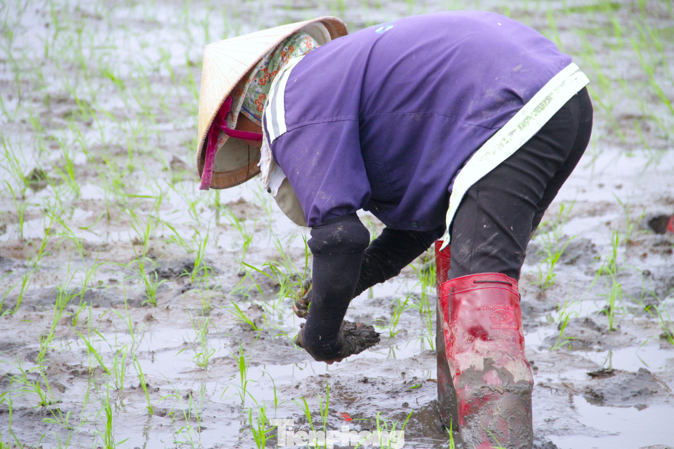 "Nghề này khá vất vả, đi từ tờ mờ sáng đến tối. Cứ cúi lưng dưới ruộng cả ngày nên lưng đau cứng. Có hôm về chỉ nằm thôi, cả người đau nhức. Nhưng sáng hôm sau vẫn phải cố gắng đi vì mỗi mùa vụ chỉ cấy được vài chục ngày thôi", chị Hoàng Thị Lan chia sẻ và cho biết, vất vả nhưng việc cấy lúa thuê đã cho chị thu nhập khá.