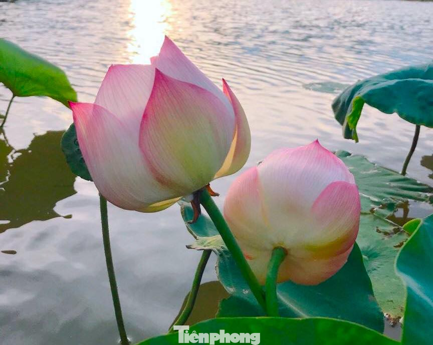 Trong ánh nắng bình minh và hoàng hôn, những bông sen khoe sắc đẹp tinh khôi.