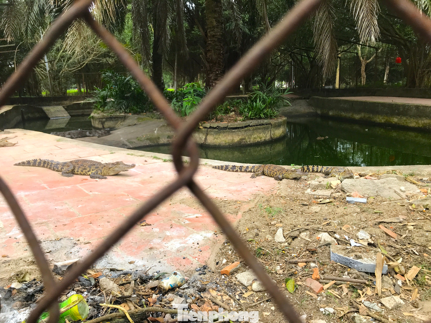 Sau khi đàn cá sấu được chuyển đi, khu vực chuồng nuôi đã được tháo dỡ. Sau khi đàn cá sấu được chuyển đi, khu vực chuồng nuôi đã được tháo dỡ.