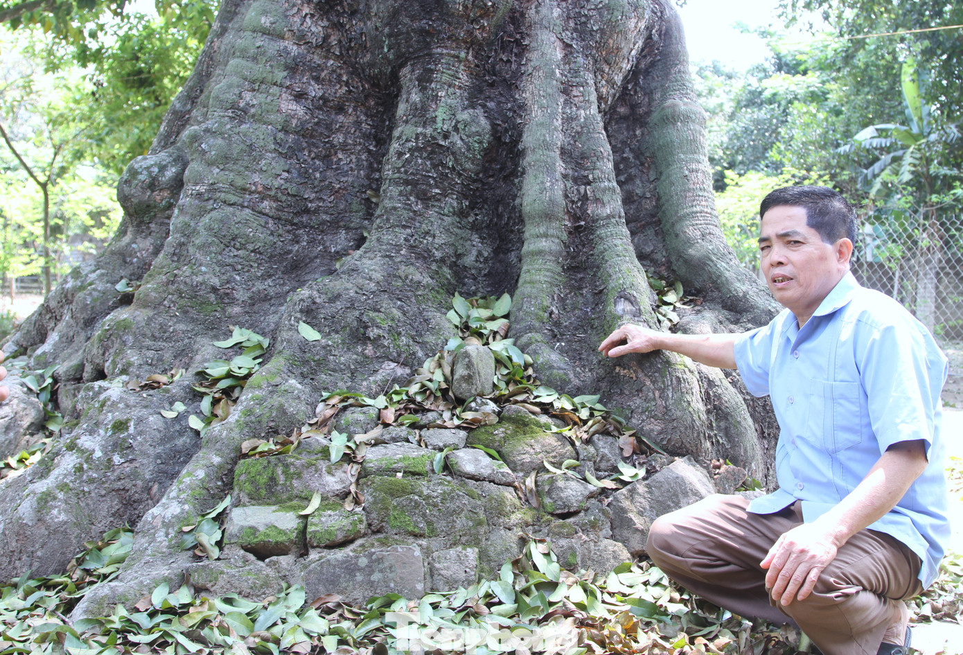 Ông Hà cho biết, nhiều năm trước đã từng có người ra tham quan và ngỏ ý mua lại năm cây thị này với giá hơn chục tỷ đồng nhưng bị từ chối.