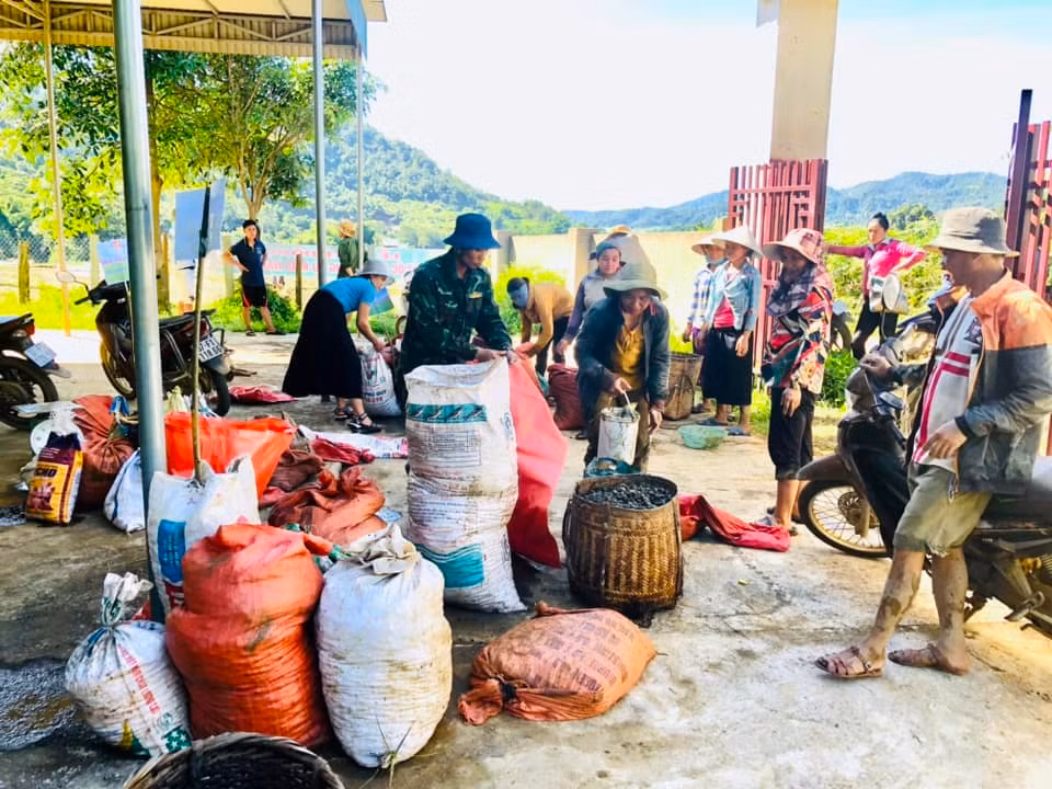 Chỉ trong vòng hơn 1 giờ đồng hồ, 3 tổ thi đã bắt được hơn 1 tấn ốc bươu vàng lớn nhỏ.