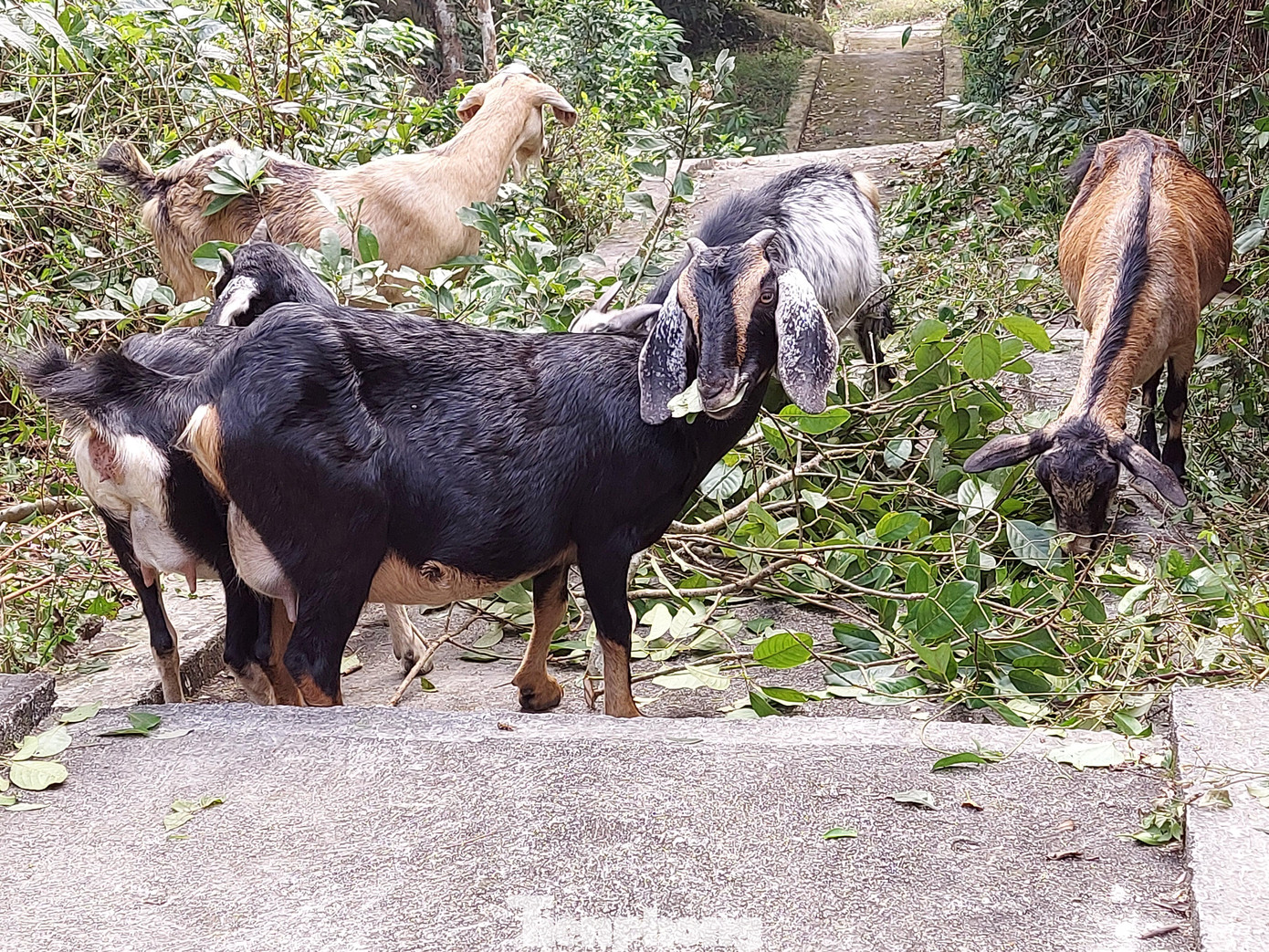 Không chỉ trồng trọt, chiến sĩ trên Đảo Mắt còn chăn nuôi dê, lợn, gà... tạo nguồn thực phẩm đa dạng trong bữa ăn.