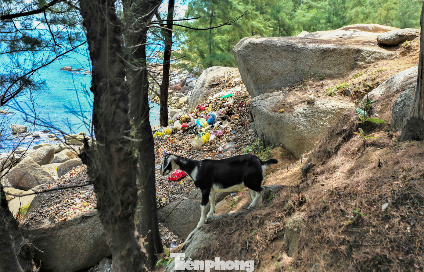 Người dân địa phương cho biết, rác ở đây bị bỏ lại sau những cuộc vui chơi, giải trí của các nhóm du khách tại khu vực bãi biển Cẩm Lĩnh. Ngoài ra, phần rác là các vỏ sò, ốc, hến...do người dân vứt trộm.