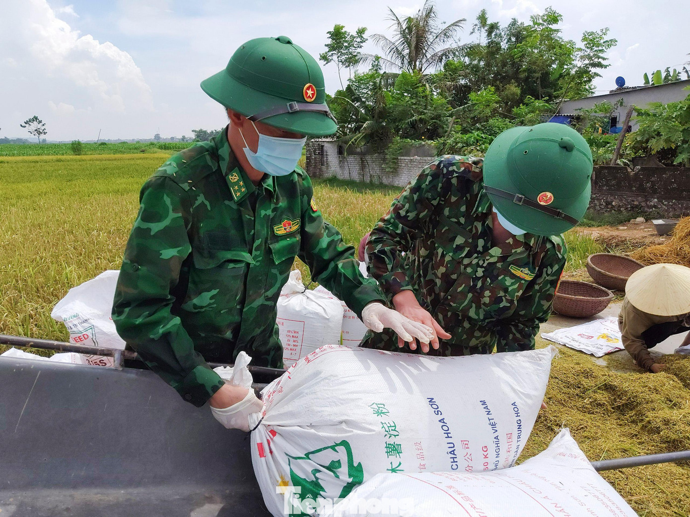 Cho ra từng bì lúa rồi vận chuyển đến tận từng hộ dân. Hình ảnh những cán bộ, chiến sĩ Biên phòng trên cánh đồng lúa tô thắm thêm vẻ đẹp của Anh Bộ đội Cụ Hồ, sắt son tình quân dân. Cho ra từng bì lúa rồi vận chuyển đến tận từng hộ dân. Hình ảnh những cán bộ, chiến sĩ Biên phòng trên cánh đồng lúa tô thắm thêm vẻ đẹp của Anh Bộ đội Cụ Hồ, sắt son tình quân dân.