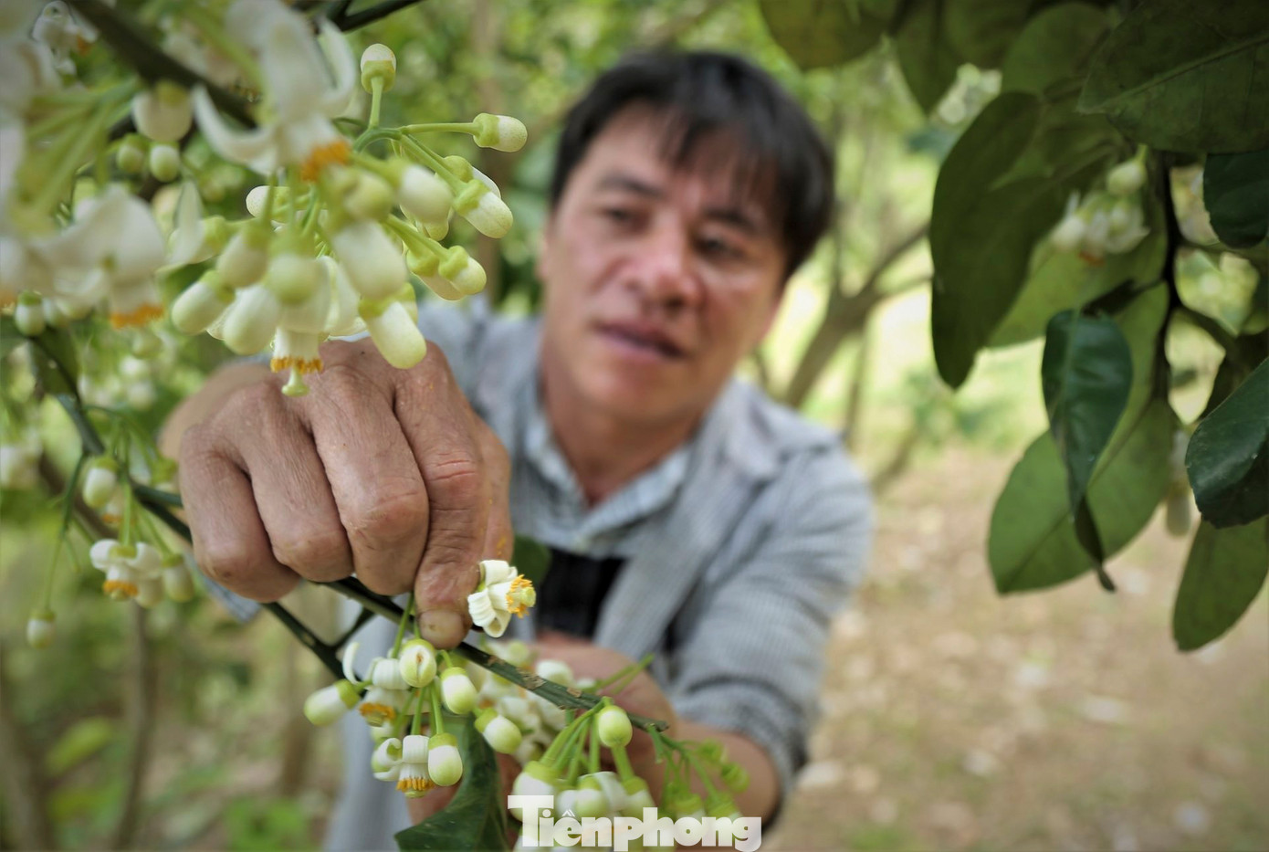 10 ngày nay, ông Nguyễn Văn Hùng (49 tuổi, thôn Tân Trung, xã Hương Trạch) đã ra vườn thụ phấn bổ sung cho gần 200 gốc bưởi của gia đình. Cứ mỗi vườn bưởi đường, ông Hùng trồng thêm một cây bưởi chua để lấy hoa thụ phấn bổ sung cho cả vườn.