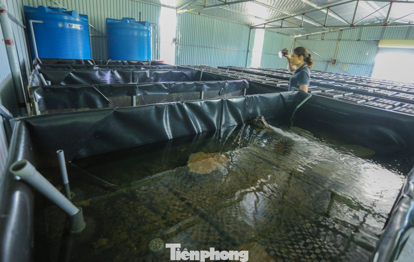 Cua ban đầu được thả các bể lớn, khi đủ kích cỡ sẽ cho vào các hộp nhựa riêng. Thức ăn của cua chủ yếu là hải sản tươi như: cá trích, ngao, vẹm, ốc... Mỗi ngày chỉ cho cua ăn 1 lần với chi phí chỉ khoảng 40.000 - 50.000 đồng.