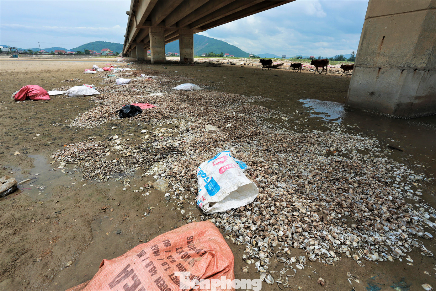Ngoài đá, khối bê tông, dọc bãi bồi ven chân cầu Cửa Nhượng cũng xuất hiện dày đặc các túi rác chứa vỏ ngao, hàu... bị người dân vứt lại, gây ô nhiễm.