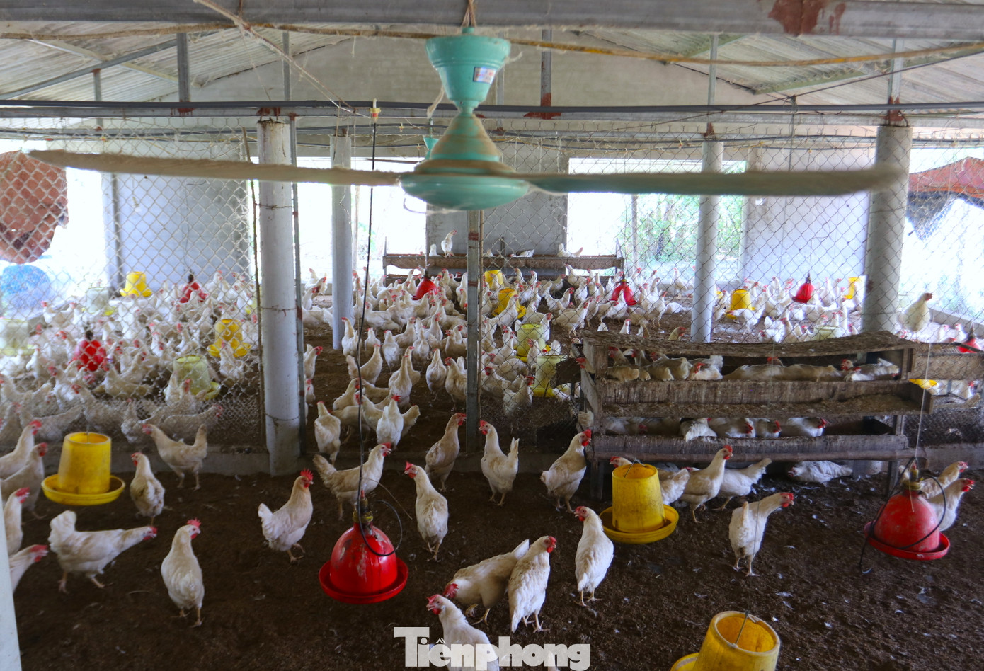 Quạt trần được lắp trong chuồng gà, quay liên tục làm mát cho gà. Quạt trần được lắp trong chuồng gà, quay liên tục làm mát cho gà.