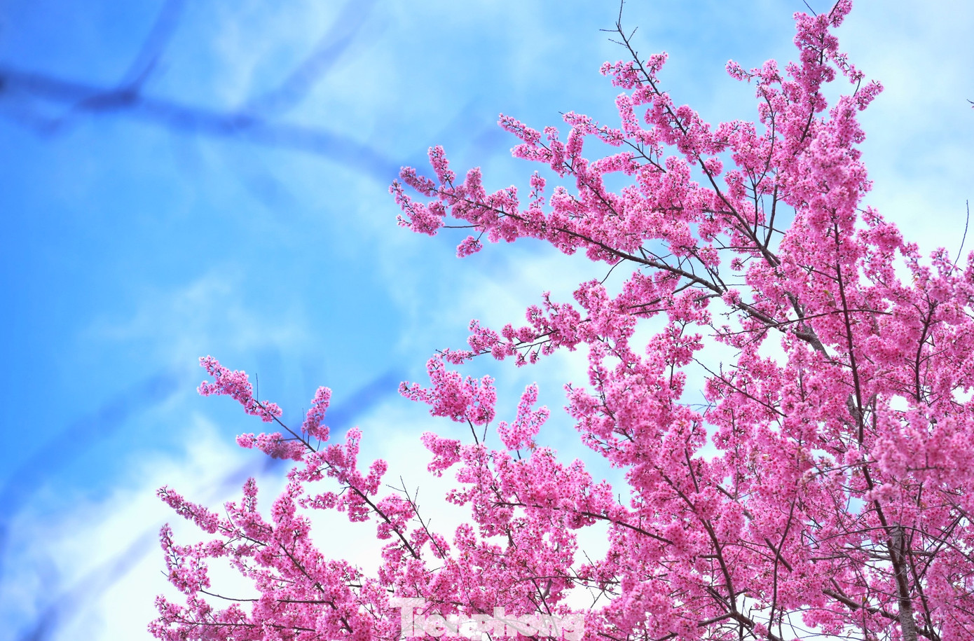 Những bông hoa anh đào rực hồng giữa bầu trời trong xanh.