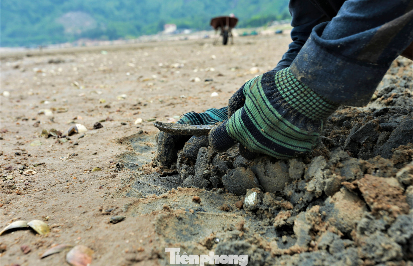 Người đi đào ngao thường phải mang ủng, tất chân, tay để tránh bị thương do vỏ hàu sắc nhọn trên các tấm lưới, dưới lớp cát trên bãi biển.