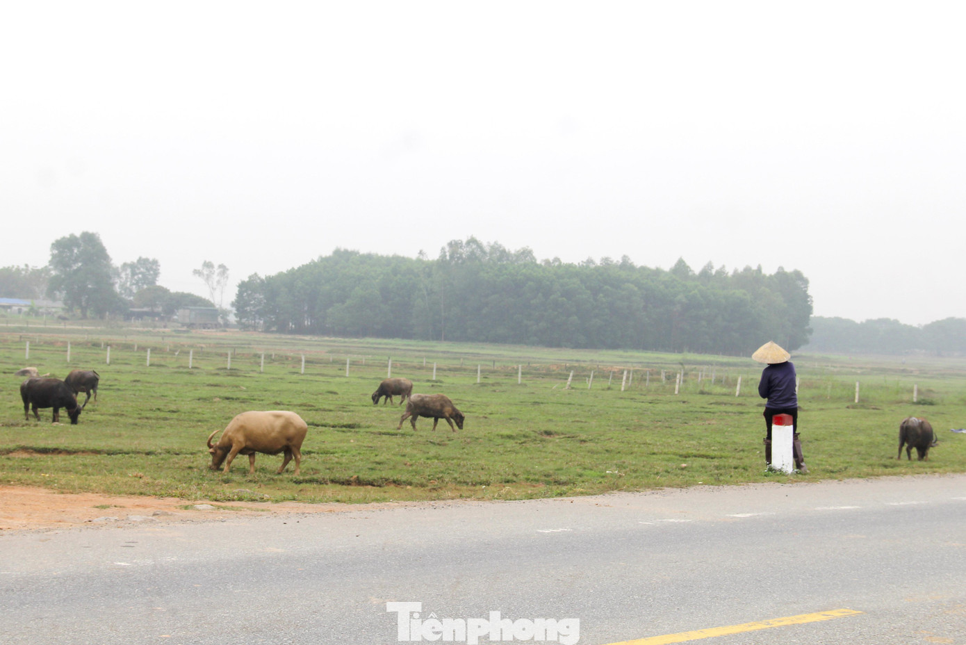 “Công việc mỗi ngày chủ yếu là ngồi quan sát, đếm trâu… là chính. Thỉnh thoảng mới phải chạy rượt đưa trâu bỏ đàn quay về thôi, mình phải đảm bảo trâu không đi lạc, nhất là không để chúng vào phá ruộng, vườn của người dân”, bà Phượng nói.