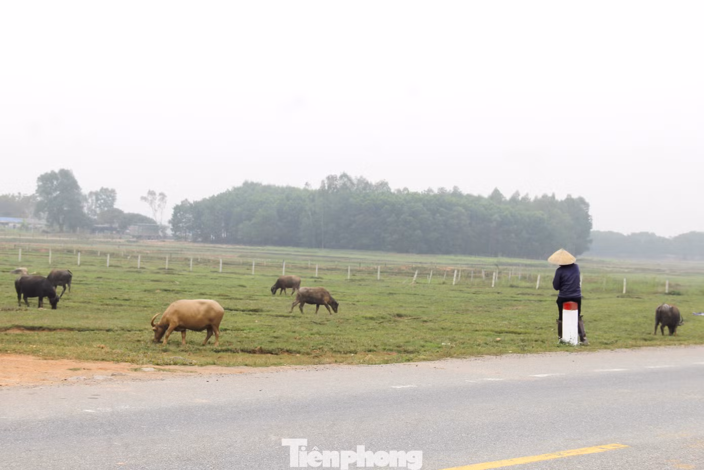 “Công việc mỗi ngày chủ yếu là ngồi quan sát, đếm trâu… là chính. Thỉnh thoảng mới phải chạy rượt đưa trâu bỏ đàn quay về thôi, mình phải đảm bảo trâu không đi lạc, nhất là không để chúng vào phá ruộng, vườn của người dân”, bà Phượng nói.