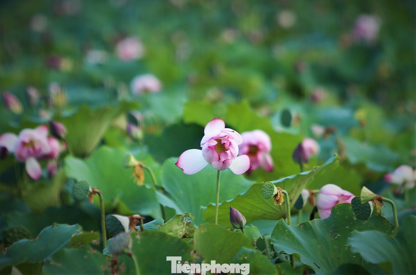 Sen nở khoe sắc dưới ánh nắng mùa hạ, tỏa hương thơm ngào ngạt.