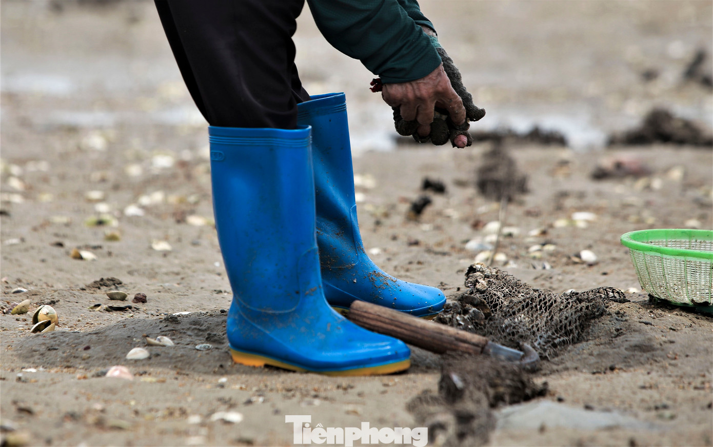 Người đi đào ngao thường phải mang ủng, tất chân, tay để tránh bị thương do vỏ hàu sắc nhọn trên các tấm lưới, dưới lớp cát trên bãi biển.