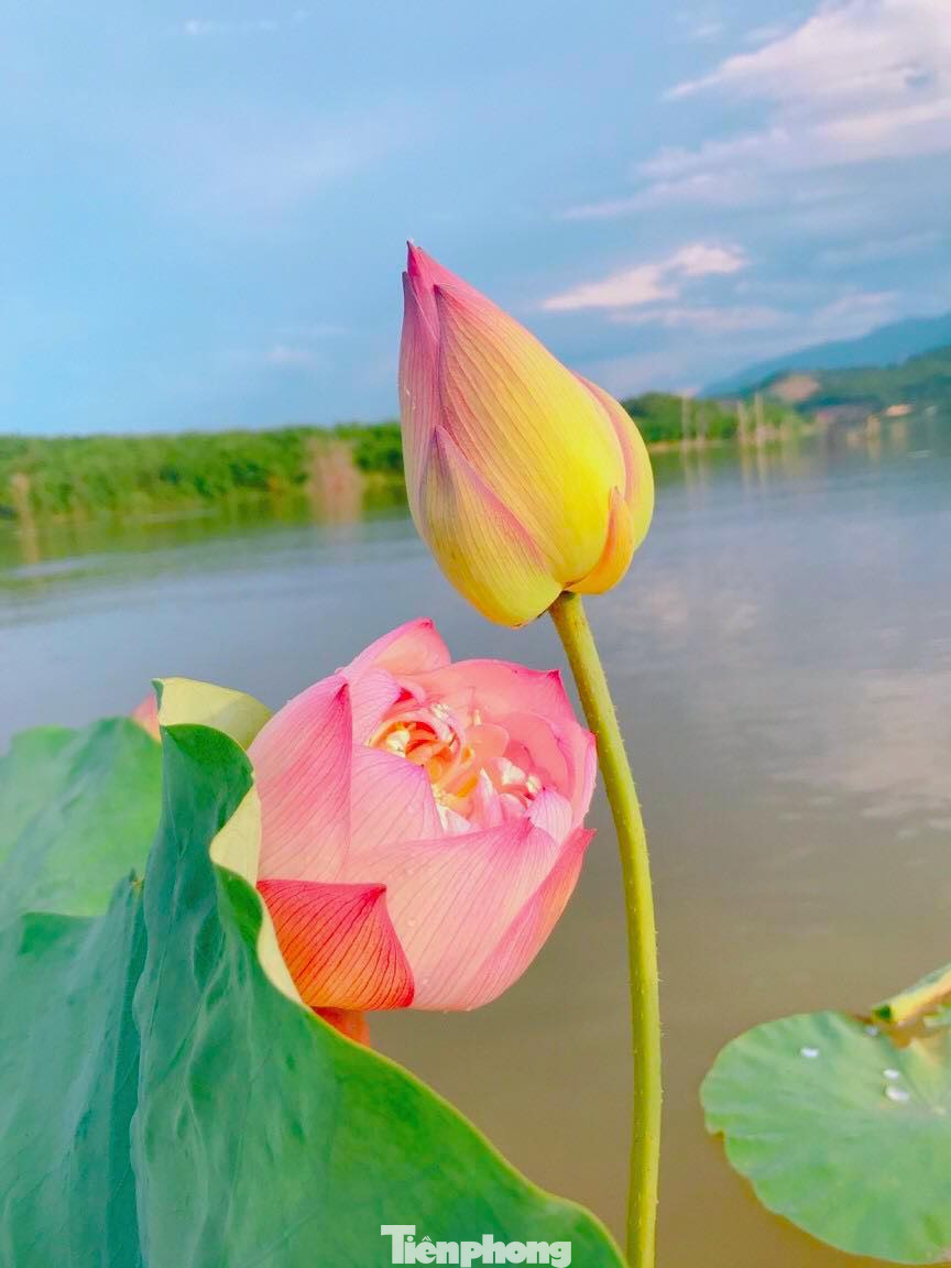 "Những đầm sen rực nở, những điểm check in đẹp, hy vọng sẽ có nhiều người biết đến và về với huyện miền núi Con Cuông để cùng hòa mình vào thiên nhiên, cuộc sống và bản sắc văn hóa của người dân địa phương nơi đây", chị Lữ Thị Băng Châu chia sẻ.