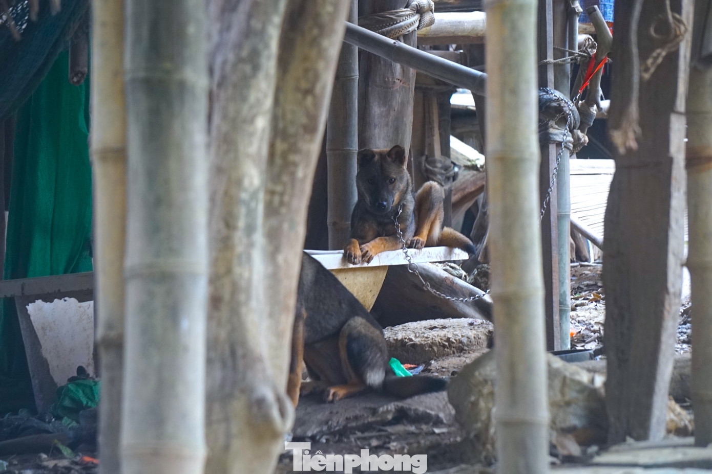 Tài sản của họ chẳng có gì đáng giá ngoài những chiếc xe cũ và ít vật nuôi trong nhà.