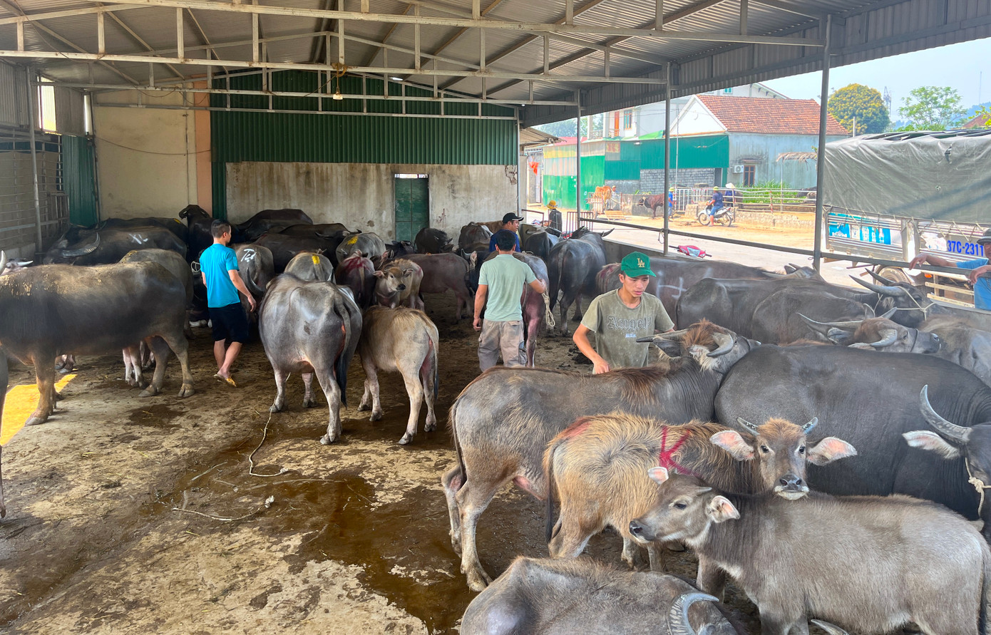 Anh Nguyễn Thức Long (SN 1976, trú tại xã Đại Sơn, huyện Đô Lương) một trong những hộ làm nghề mua bán trâu bò lớn nhất tại đây chia sẻ: "Trước đây, giá trâu bò đỉnh điểm ở mức 110.000 đồng/1kg. Thời điểm đó, mỗi tháng tôi bán 4.000 - 5.000 con trâu bò. Những năm trở lại đây, thị trường Trung Quốc đóng cửa, giá trâu bò xuống chỉ ở mức 70-80.000 đồng/1kg. Mỗi tháng, tôi bán được gần 2.000 con. Tuy nhiên, lợi nhuận cũng chẳng được là bao vì phải tốn nhiều chi phí".
