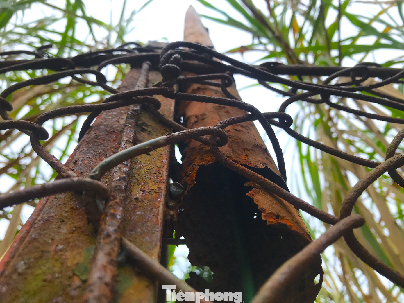 Chuồng nuôi cá sấu đã xuống cấp, thép bao quanh hoen gỉ, nhiều điểm phải chắp vá.