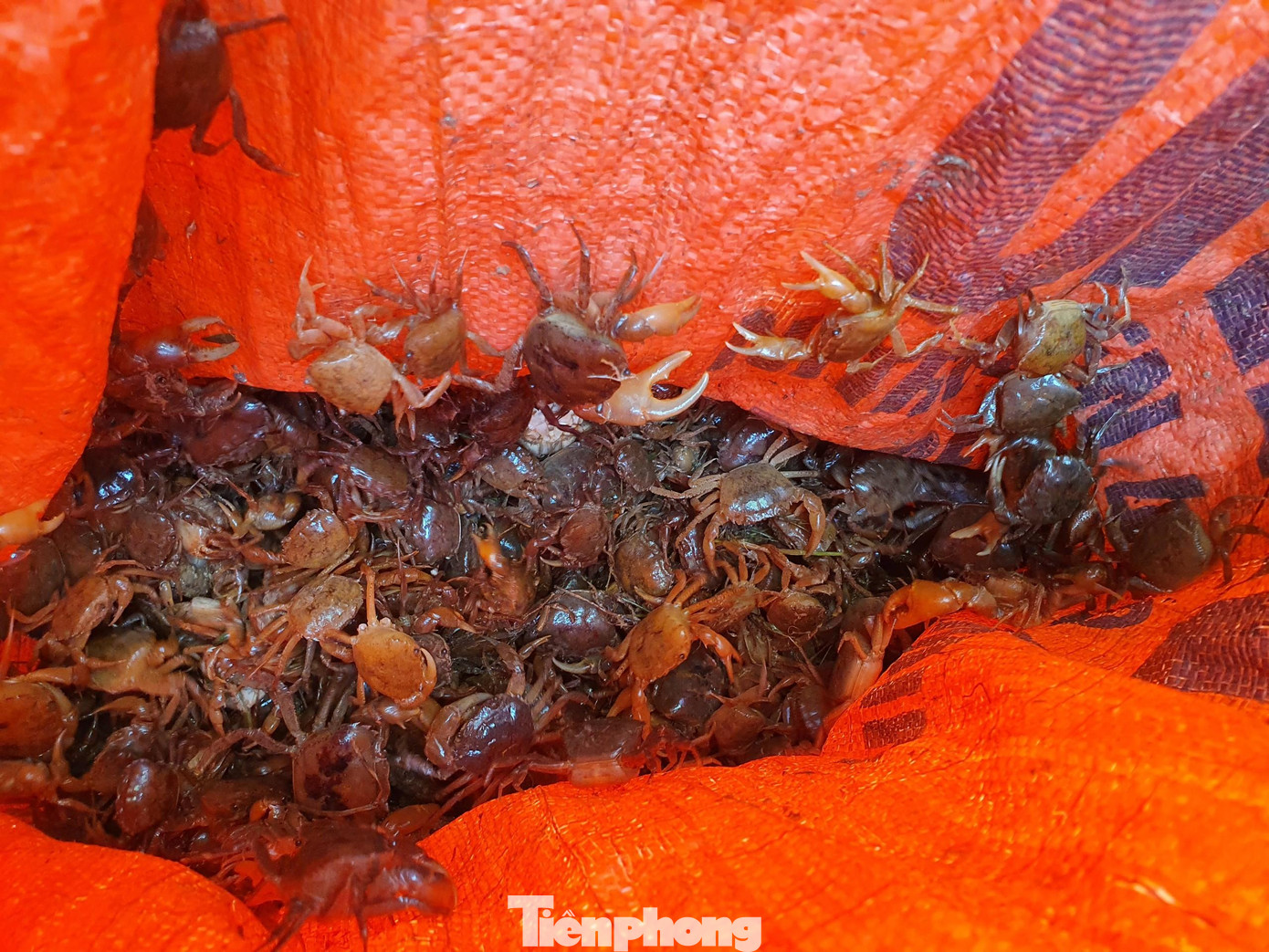 “Mỗi ngày 3 người cũng bắt được 15-20kg cua, với giá bán từ 80.000-100.000 đồng/kg tính ra cũng kiếm được hơn triệu bạc. Tuy hơi cực, nhưng ở quê giờ ni làm chi ra được tiền nhanh bằng đi bắt cua”, chị Mai chia sẻ.