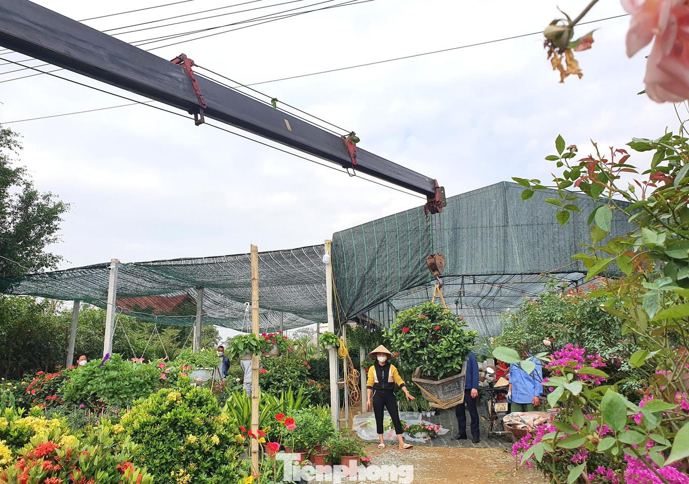 Nhiều chậu hoa, cây cảnh lớn buộc phải sử dụng xe cẩu chuyên dụng để vận chuyển lên xe khi có khách hàng đặt mua.