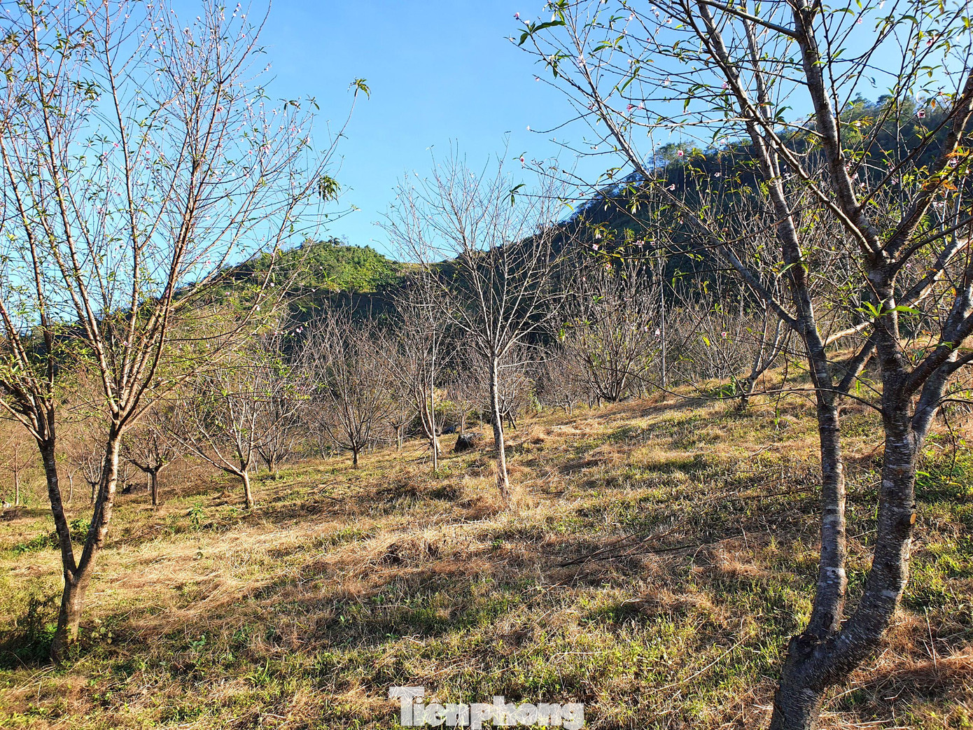 “Trước đây đào vốn chỉ trồng để ngắm hoa, lấy quả ăn và bán thì nay loại cây này cho thu nhập cao hơn rất nhiều nhờ bán cành dịp Tết”, anh Khư nói và cho hay khi cây đào đá trở nên “sốt” mỗi dịp Tết, vợ chồng anh đã quyết định rào lại ngọn đồi phía sau hông nhà vốn để trồng gừng chuyển sang trồng 400 gốc đào. “Trước đây đào vốn chỉ trồng để ngắm hoa, lấy quả ăn và bán thì nay loại cây này cho thu nhập cao hơn rất nhiều nhờ bán cành dịp Tết”, anh Khư nói và cho hay khi cây đào đá trở nên “sốt” mỗi dịp Tết, vợ chồng anh đã quyết định rào lại ngọn đồi phía sau hông nhà vốn để trồng gừng chuyển sang trồng 400 gốc đào.