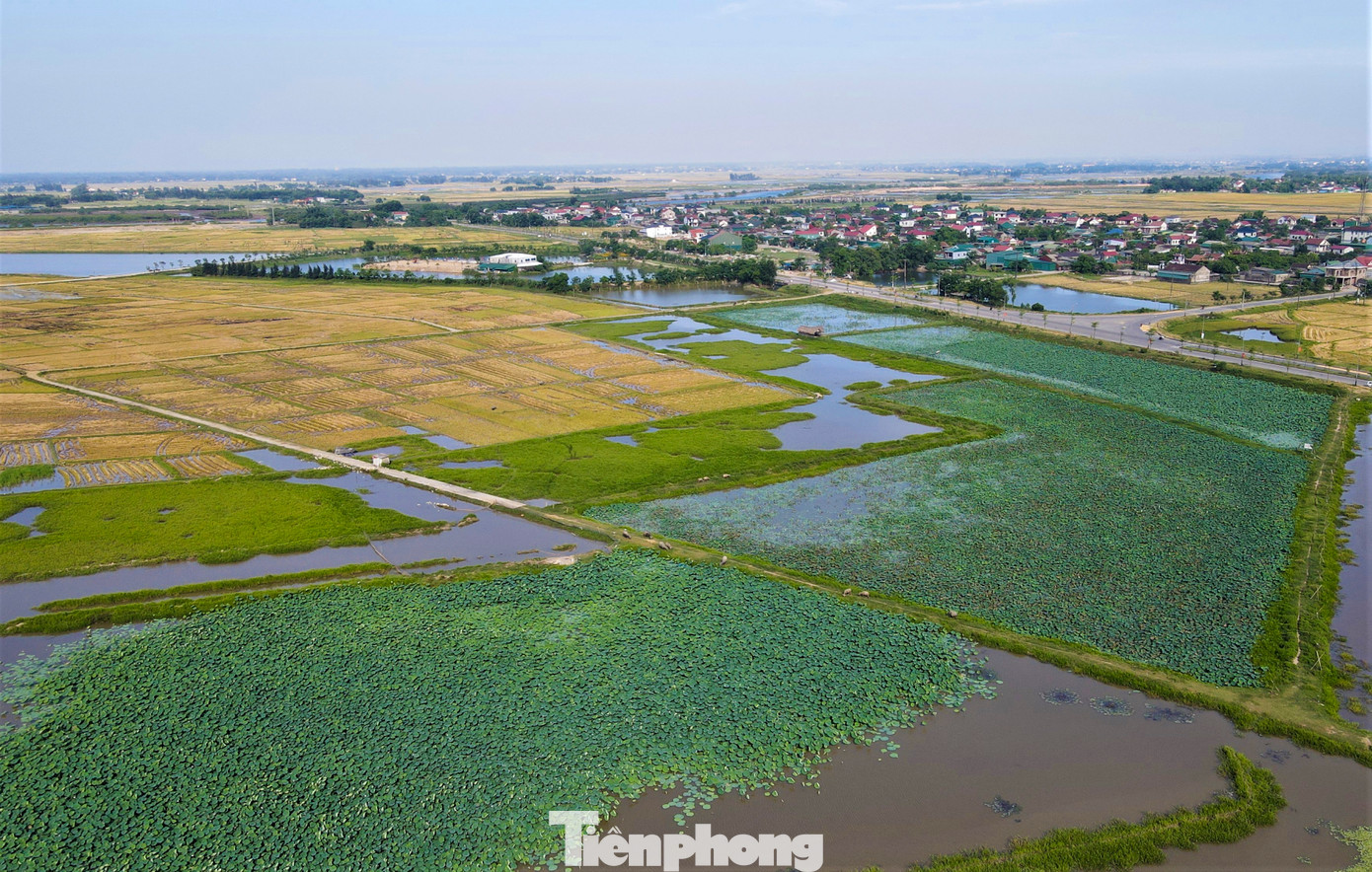 Còn trên cánh đồng sen rộng hơn 5ha ở xã Đồng Môn và Thạch Hưng (TP Hà Tĩnh), sen cũng bắt đầu nở rộ. Đây là mô hình trồng sen theo chuỗi giá trị gắn với mô hình du lịch sinh thái được địa phương triển khai nhiều năm nay.