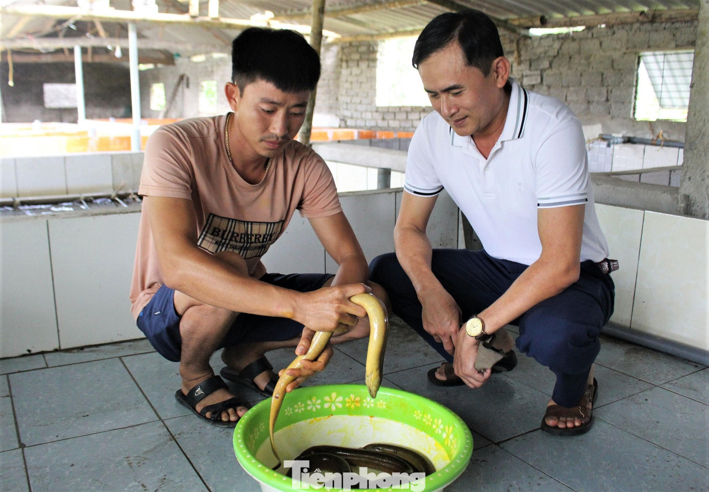 Lươn đạt trọng lượng 0,4 kg mỗi con sẽ được xuất bán. Lươn đạt trọng lượng 0,4 kg mỗi con sẽ được xuất bán.