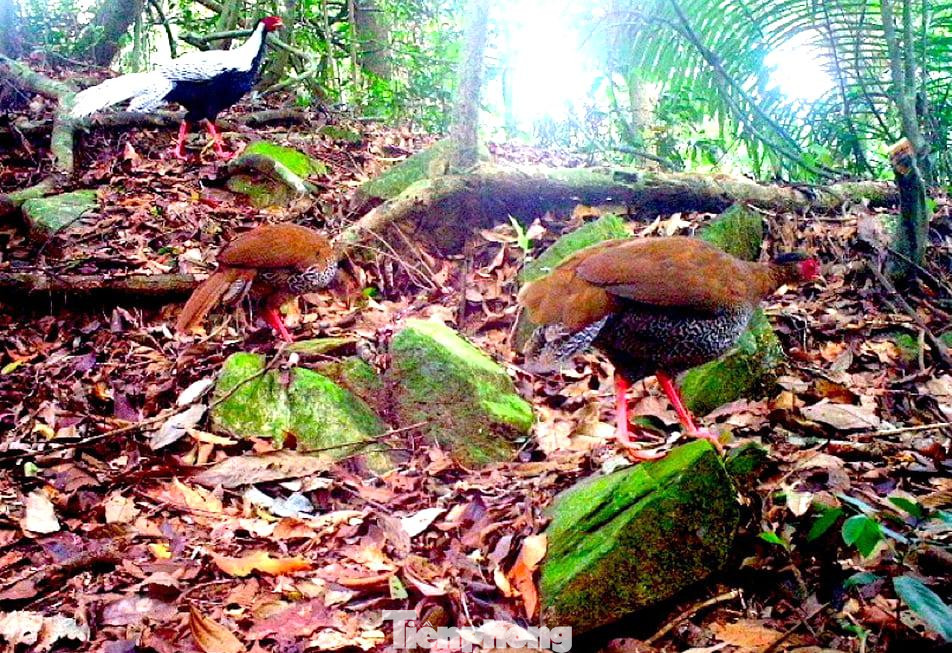 Đến nay, với tổng số 515 lượt bẫy ảnh được đặt tại 320 trạm và 80 cụm, kết quả đã ghi nhận được 82 loài của 33 họ thuộc các lớp thú, chim và lưỡng cư - bò sát. Trong đó có 48 loài động vật nguy cấp, quý hiếm, 26 loài được ghi trong Sách đỏ Việt Nam, có 21 loài được ghi trong Danh lục đỏ IUCN… Qua đó cho thấy, Pù Mát là điểm nóng bảo tồn các loài nguy cấp, quý hiếm ở cấp quốc gia và quốc tế. Đến nay, với tổng số 515 lượt bẫy ảnh được đặt tại 320 trạm và 80 cụm, kết quả đã ghi nhận được 82 loài của 33 họ thuộc các lớp thú, chim và lưỡng cư - bò sát. Trong đó có 48 loài động vật nguy cấp, quý hiếm, 26 loài được ghi trong Sách đỏ Việt Nam, có 21 loài được ghi trong Danh lục đỏ IUCN… Qua đó cho thấy, Pù Mát là điểm nóng bảo tồn các loài nguy cấp, quý hiếm ở cấp quốc gia và quốc tế.