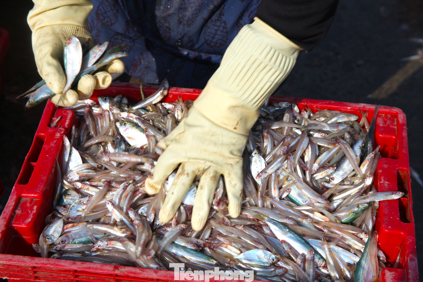 Công việc tuy không nặng nhưng cần sự nhanh nhẹn, nên một nửa lao động trong đó là phụ nữ. Những đôi tay thoăn thoắt lựa chọn cá vừa nhanh vừa nhẹ nhàng để tránh làm cá hư hỏng. Công việc tuy không nặng nhưng cần sự nhanh nhẹn, nên một nửa lao động trong đó là phụ nữ. Những đôi tay thoăn thoắt lựa chọn cá vừa nhanh vừa nhẹ nhàng để tránh làm cá hư hỏng.