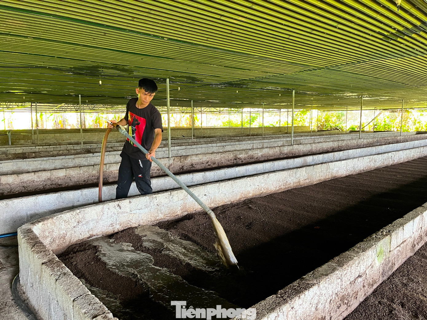 Anh Tú kể, cơ duyên dẫn đến với nghề này cũng khá bất ngờ. Trước đó anh Tú học hết lớp 11 thì nghỉ rồi đi học nghề lắp đặt điện ở Bắc Giang. Năm 2019, anh Tú vào Nghệ An lắp đặt điện cho một trang trại chăn nuôi heo ở xã Thanh Lâm thấy xung quanh khu vực này có rất nhiều trang trại chăn nuôi heo quy mô lớn, lượng chất thải phân heo nhiều nhưng chưa trang trại nào tận dụng được hết để mang lại lợi nhuận. Từ đó, chàng trai nảy sinh ý tưởng kinh doanh từ chính chất thải phân heo.