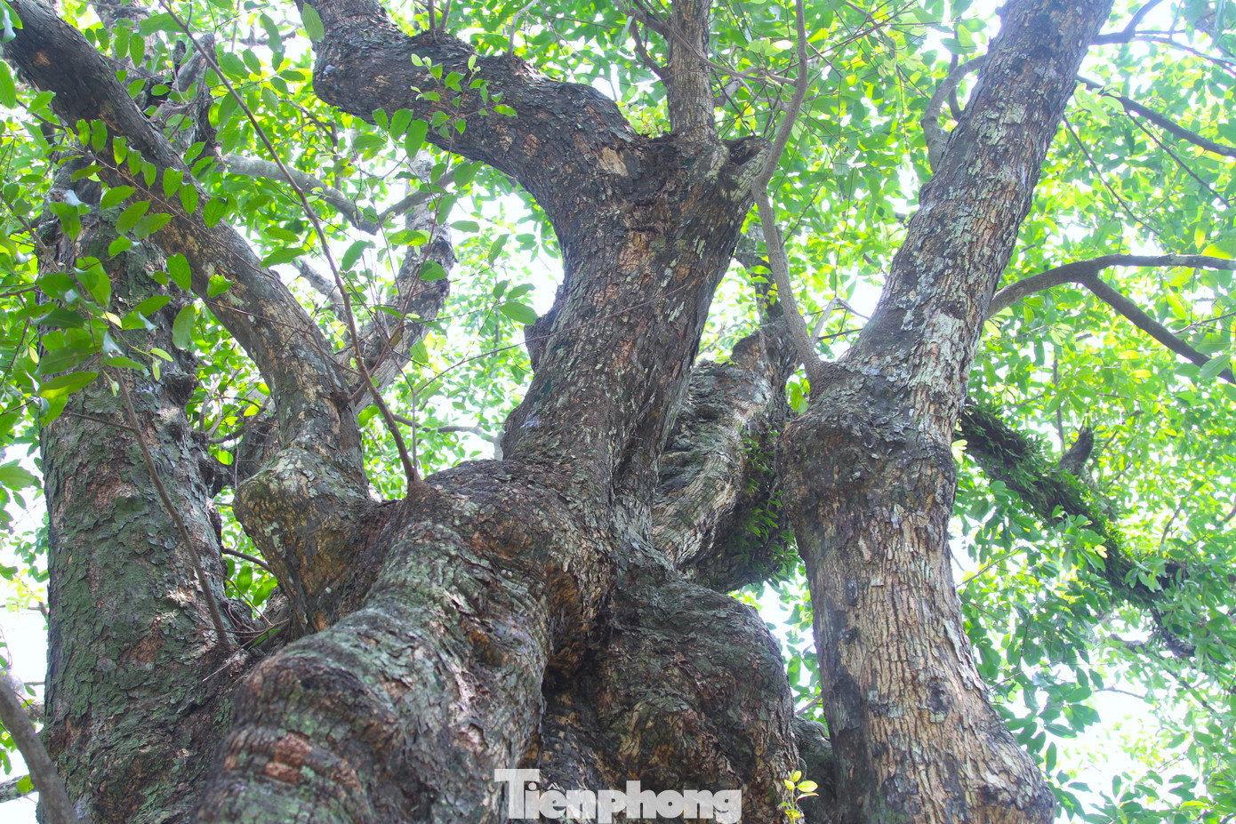 Bên ngoài thân sần sùi, gân guốc, rễ cây cắm sâu chạy khắp cả khu vườn, tán cây xòe rộng.