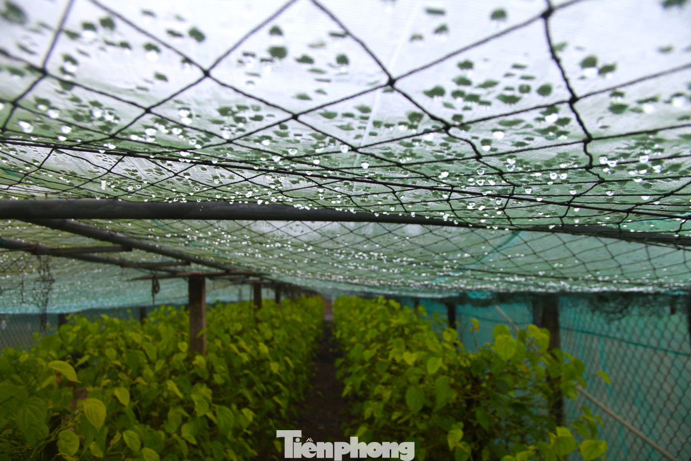 Phía trên, ông Thái phải làm hệ thống mái và phủ một lớp lưới để che bớt nắng, mưa, gió. Ngày nắng nóng, ông Thái còn phải bật hệ thống phun nước để làm mát cho cây.