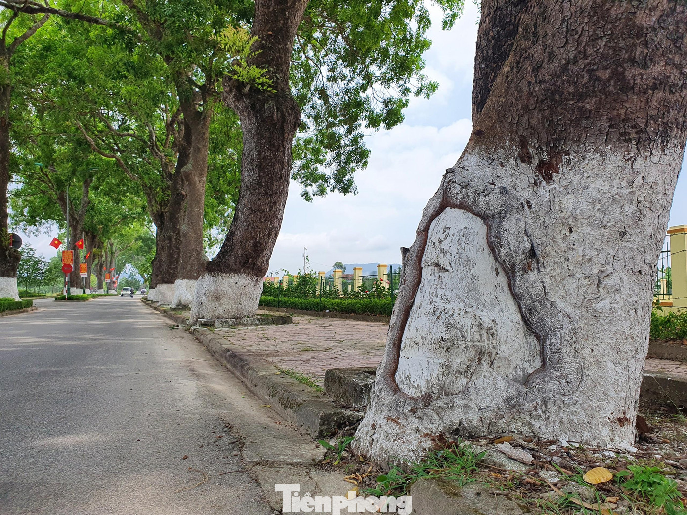 Đến nay, nhiều cây xà cừ đã có đường kính lớn hơn 1,5m, phải hai người ôm mới xuể, có những cây cao 20-30m.