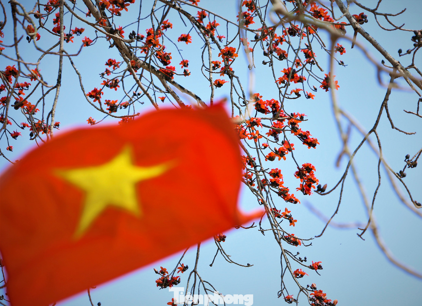 "Năm nào cây gạo này cũng nở hoa nhiều và rất đẹp. Ai đi ngang qua cũng phải ngước nhìn. Tán cây đều, rộng, có lẽ cây này đẹp nhất tỉnh Nghệ An", anh Tuấn, nhà gần cây hoa gạo cổ thụ chia sẻ.