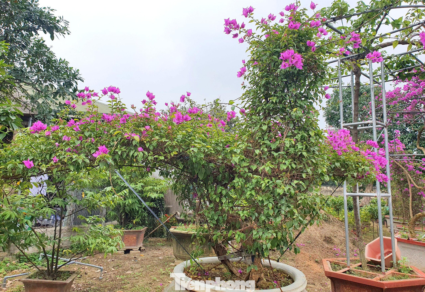 Một cây hoa giấy được tạo hình con gà độc đáo.