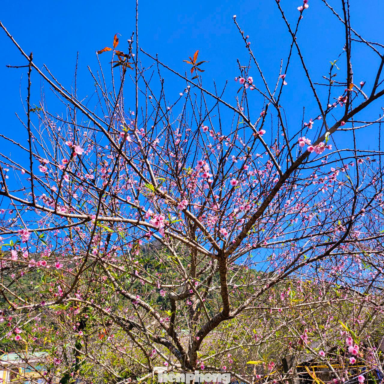Một cây đào bung nở gần hết, màu hồng rực rỡ trong vườn nhỏ. Đào nở sớm khiến người dân mất một nguồn thu nhập dịp Tết nhưng điều này cũng hút khách du lịch đến với Mường Lống, đến với "cổng trời" mù sương thơ mộng. Thấp thoáng bên những căn nhà của người Mông là loài cây thân thuộc với họ. Cây đào góp phần đưa địa danh Mường Lống "bay" ra khỏi núi rừng hoang vu của dãy Trường Sơn hùng vĩ. Vườn mận đâm chồi, ra lá non. Nắng cuối Đông hắt xuống tạo nên khung cảnh tuyệt đẹp giữa bốn bề núi non điệp trùng. Du khách, nhiếp ảnh gia đến vườn đào Mường Lống chụp hình, lưu lại những khoảnh khắc đào nở tiễn đông qua, đón xuân về. Rời Mường Lống, khách sẽ mong muốn ngày trở lại. Đến thung lũng yên bình đang mạnh mẽ đổi thay, khỏe khoắn như những mầm chồi của cây đào, cây mận...