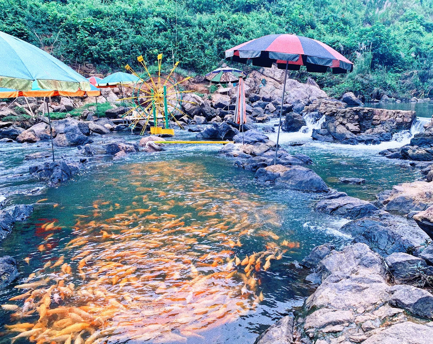 Từ việc tận dụng các khe suối nuôi cá vàng thỏa mãn đam mê, thế nhưng nơi đây lại được mọi người quan tâm và đón nhận, nhất là các bạn trẻ. Từ đó, chủ trang trại đã mạnh dạn đầu tư thêm cá.